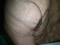 Disteniidae