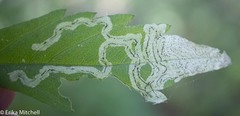 Liriomyza carphephori