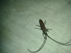 Disteniidae