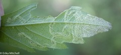 Liriomyza carphephori