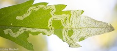 Liriomyza carphephori