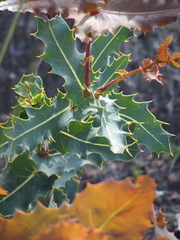 Hakea amplexicaulis