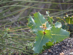 Hakea amplexicaulis