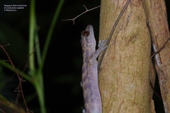 Cyrtodactylus majulah