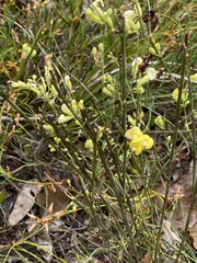 Sphaerolobium macranthum