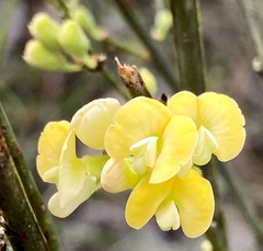 Sphaerolobium macranthum