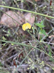 Sphaerolobium macranthum