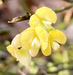 Sphaerolobium macranthum