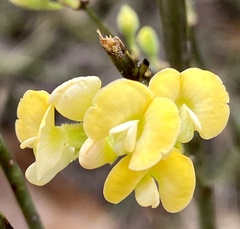 Sphaerolobium macranthum