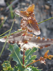 Hakea amplexicaulis