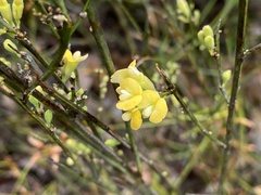 Sphaerolobium macranthum