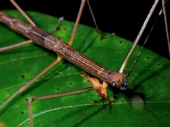 Paramarmessoidea annulata