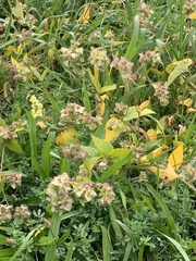 Mirabilis nyctaginea