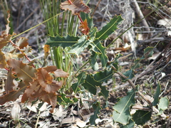 Hakea amplexicaulis