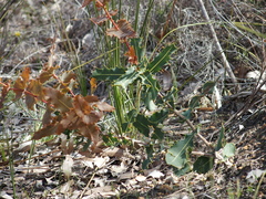 Hakea amplexicaulis