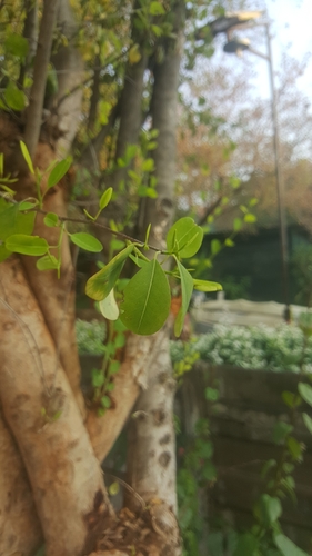 Erythroxylum zambesiacum image