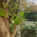 Erythroxylum zambesiacum - Photo (c) danielpeel, μερικά δικαιώματα διατηρούνται (CC BY-NC), uploaded by danielpeel