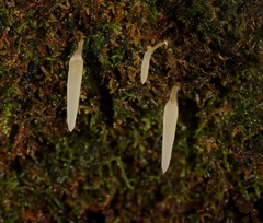 Mucronella pendula