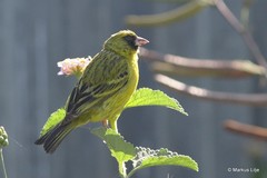 Crithagra citrinelloides