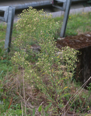 Erigeron floribundus