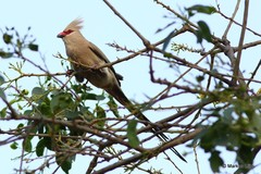 Urocolius macrourus