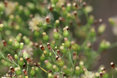 Erigeron floribundus