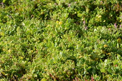 Tetragonia implexicoma