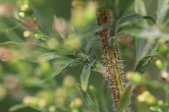 Erigeron floribundus