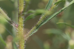Erigeron floribundus