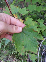 Acer glabrum douglasii