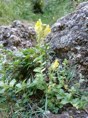 Linaria cavanillesii