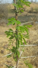 Vachellia nilotica subsp. kraussiana image