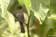 Melaenornis chocolatinus