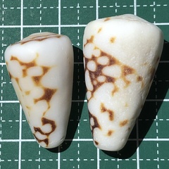 Conus bandanus