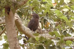 Circaetus cinerascens