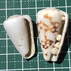 Conus bandanus