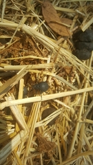 Hyperthelia dissoluta