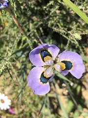 Moraea villosa