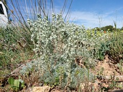 Artemisia pedemontana