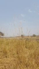 Hyperthelia dissoluta