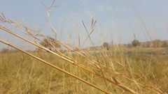 Hyperthelia dissoluta