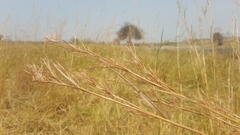 Hyperthelia dissoluta