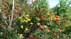 Rosa foetida
