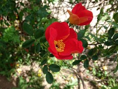 Rosa foetida