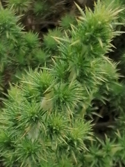 Aspalathus astroites