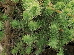 Aspalathus astroites