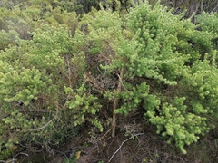 Aspalathus astroites