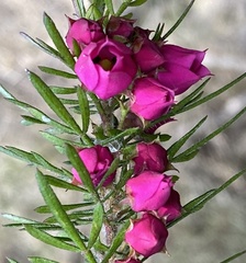 Boronia molloyae