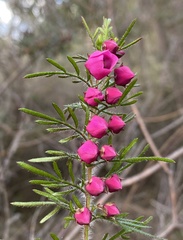 Boronia molloyae