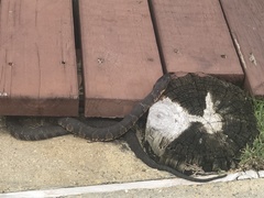 Nerodia sipedon williamengelsi